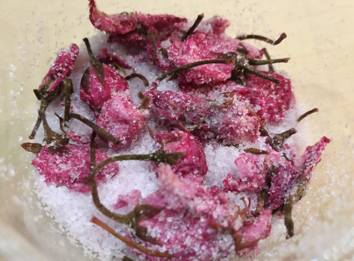 ドイツで作る桜の花の塩漬